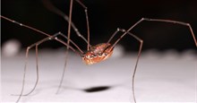 Loài nhện kỳ lạ có tên “Bố yêu chân dài“