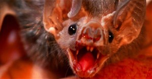 Quái vật hút máu có thật trên Trái đất đáng sợ như thế nào?