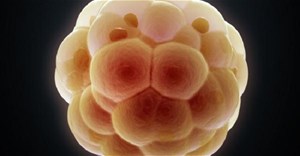 Những người sống sót sau ung thư là chỉ có 1/3 khả năng mang thai