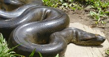 Quái vật Nam Mỹ - Trăn Anaconda đẻ trứng hay đẻ con?