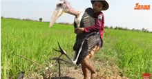 Chỉ với chiếc bẫy đơn giản, cậu bé đã bắt được con chim to hơn cả người mình