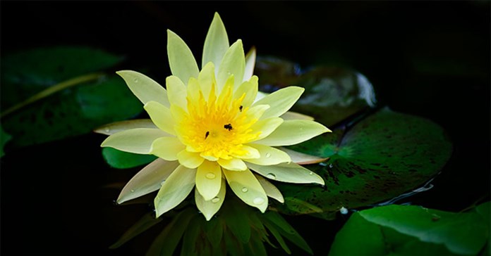 Những loài hoa thủy sinh đẹp nhất thế giới