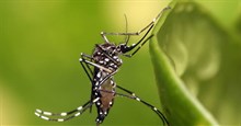 Nhận biết muỗi vằn Aedes hút máu truyền bệnh sốt xuất huyết cho con người