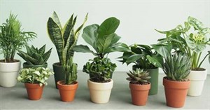 Cây phong thủy năm 2026 theo tuổi đem lại may mắn, tài lộc 