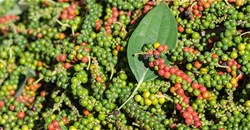 Giá tiêu hôm nay 07/01/2026