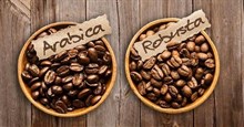 Phân biệt cafe Robusta và Arabica có vị khác nhau như thế nào?