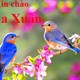 Cap hay về mùa xuân, những câu nói hay về mùa xuân, stt hay và ý nghĩa chào mùa xuân