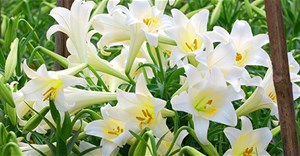 Thơ về hoa loa kèn hay, stt hay về hoa loa kèn