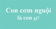 Con cơm nguội là con gì? Thiếu trùng cơm nguội là gì?