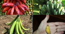 Phân biệt các loại chuối ở Việt Nam: chuối tiêu, sứ, ngự, cau, tiêu hồng, ngốp...