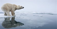 Tại sao gấu Bắc Cực không sống ở Nam Cực?