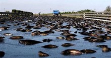 Bí ẩn thị trấn năm nào cũng hứng chịu ‘mưa cá’, các nhà khoa học cũng ‘bó tay’