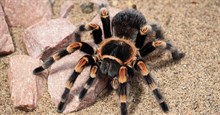 Cận cảnh nhện độc tarantula lột xác tự bước ra khỏi vỏ