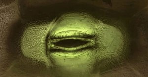 Cận cảnh cây đang thở qua ‘miệng’ dưới kính hiển vi