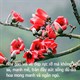 Câu nói hay về hoa gạo, thơ về hoa gạo tháng 3 hay