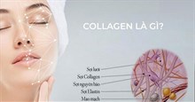 Collagen là gì? Collagen có tác dụng gì đối với làn da và sức khỏe?
