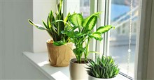 4 loại cây giúp hạ nhiệt trong nhà khi thời tiết nắng nóng