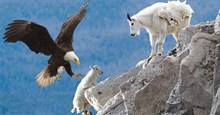 Màn săn dê núi tàn ác của đại bàng