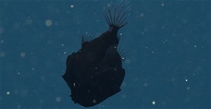 Cá siêu đen, có khả năng hấp thụ ít nhất 99,5% ánh sáng