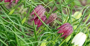 Những loài cây và hoa đẹp nhưng chứa chất kịch độc chết người
