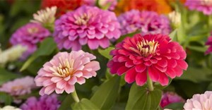 Những cây trồng nhanh ra hoa, làm khu vườn của bạn đẹp rực rỡ