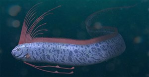 Cá mái chèo là gì? Tại sao cá mái chèo được gọi là cá tận thế?